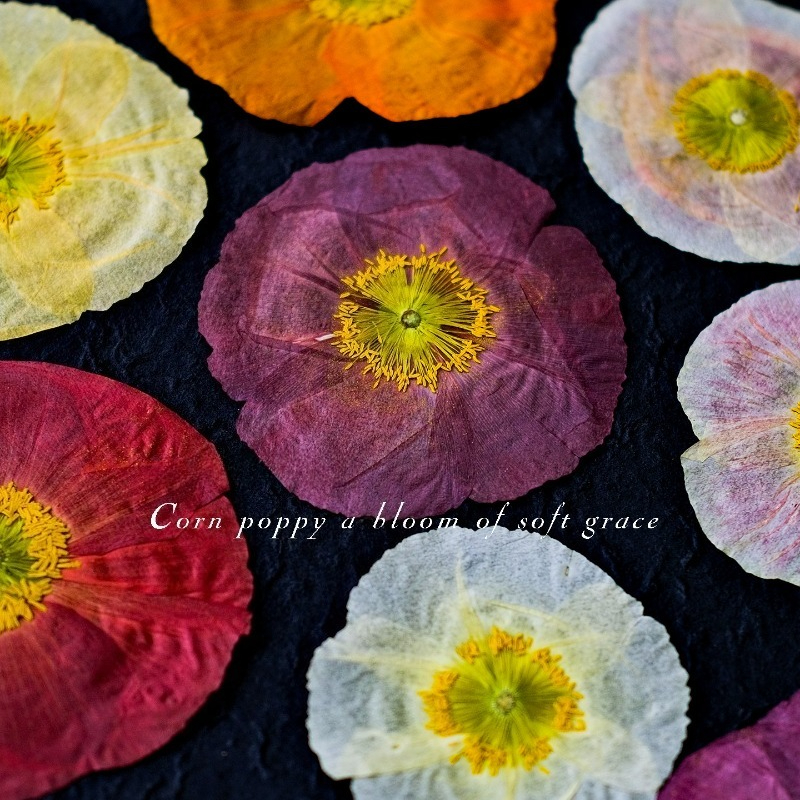 1pcs,Nature Field Poppy Presse - Resin Art Design ulasan dan harga