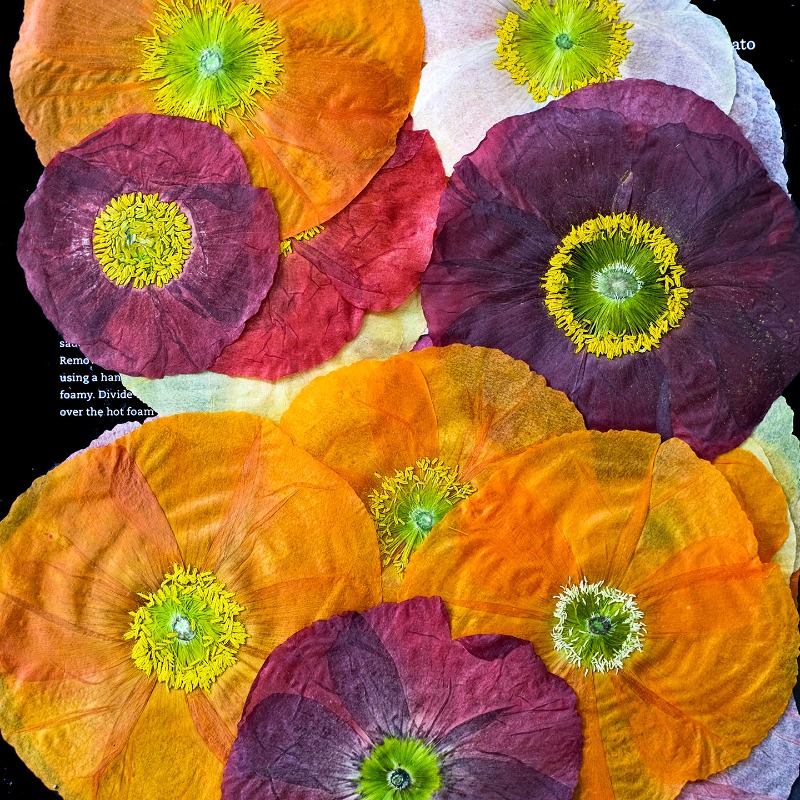 1pcs,Nature Field Poppy Presse - Resin Art Design ulasan dan harga