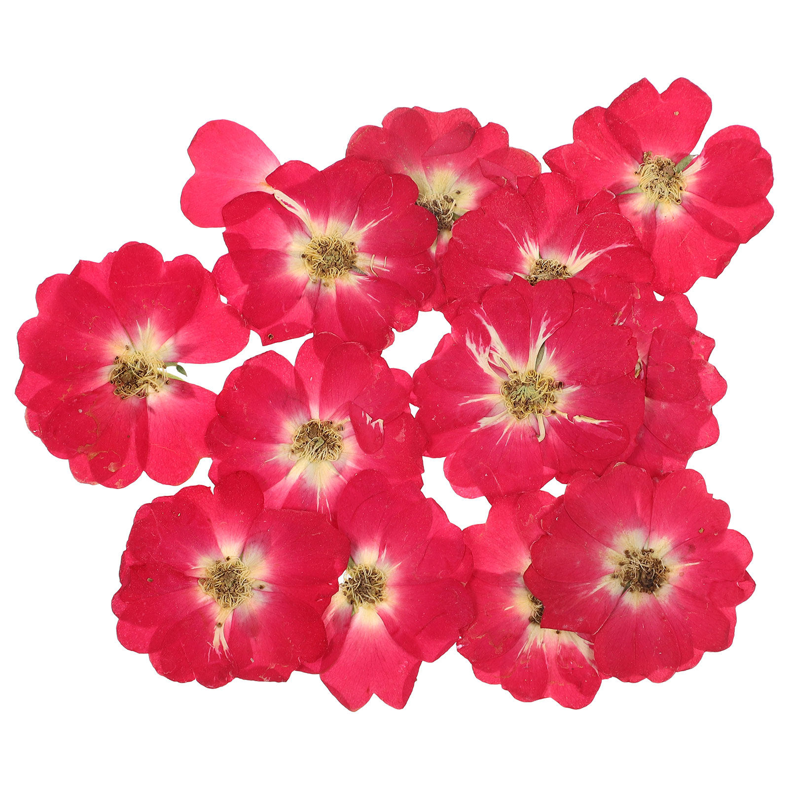12Pcs Natural Dried Rose Press - Resin Art Kit ulasan dan harga