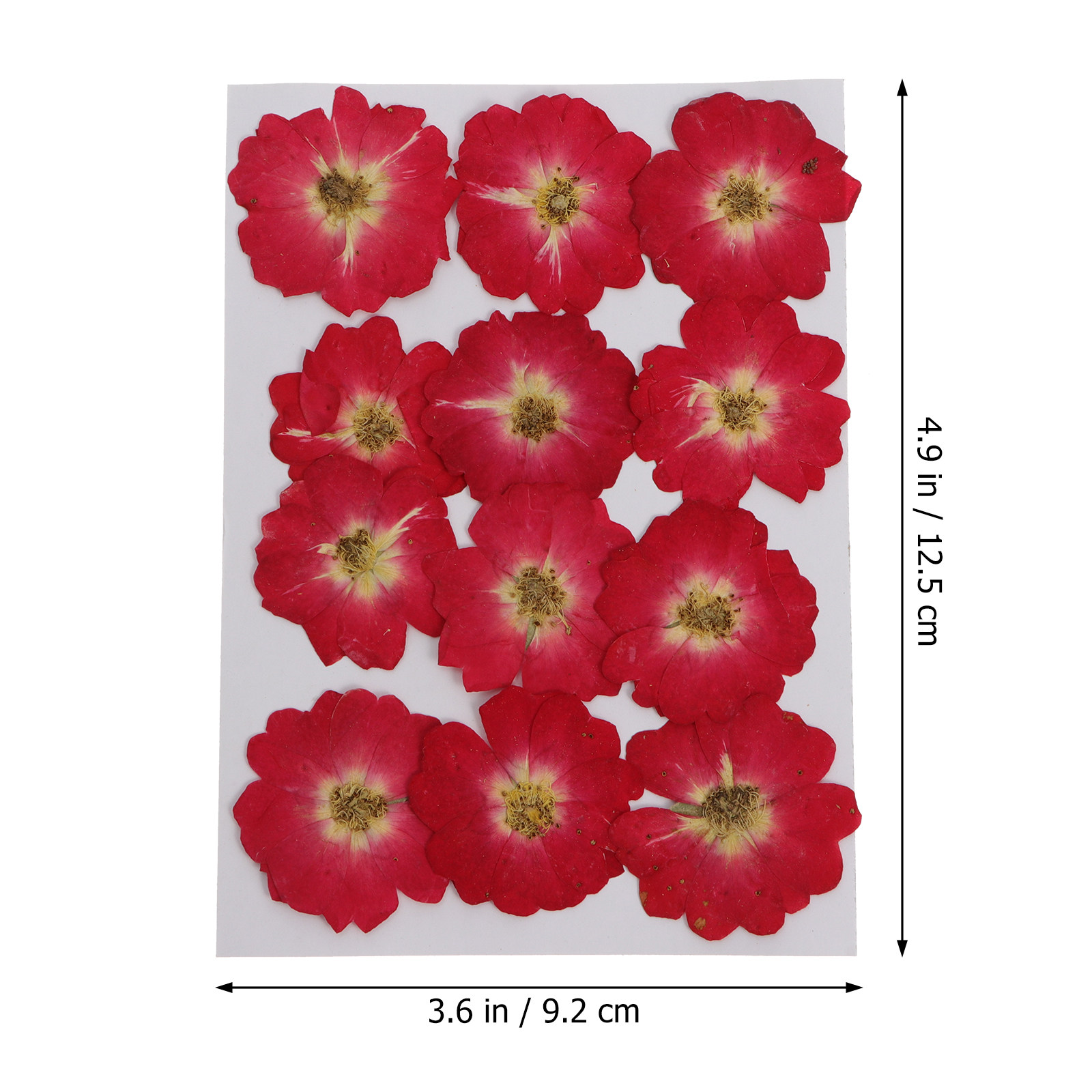 12Pcs Natural Dried Rose Press - Resin Art Kit ulasan dan harga